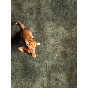 Interfloor Myscrete 819